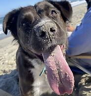 SandSpur Ocean Cottages