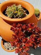 La Villa Paradis Pera