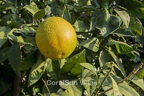 Amazing Pool, Complete Privacy, Amenities and Beach Nearby