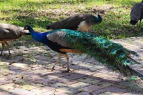 The Peacock Farm Largo Home + Outdoor Oasis!