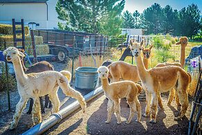 The Farmhouse at Grand Valley Getaway w/ Alpacas!