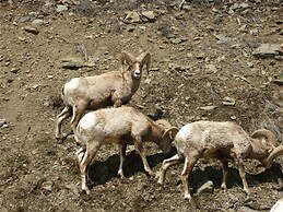 Cozy Immaculate Cabin - Peaceful Retreat!