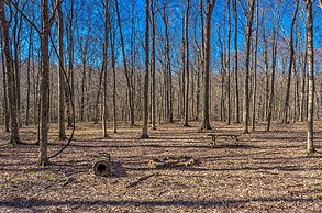 Bright Green Gables Cabin: Hike, Swim & BBQ