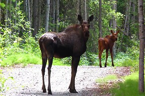 Riverside Log Cabin: On-site Aurora Viewing!