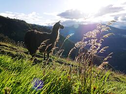 EL CEDRO SOÑADO