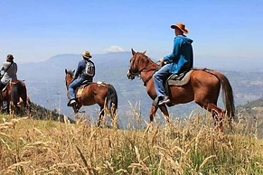 EL CEDRO SOÑADO