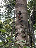 Moksha at Kitulgala Rainforest Boutique