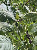 Moksha at Kitulgala Rainforest Boutique