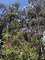 Moksha at Kitulgala Rainforest Boutique