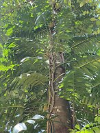 Moksha at Kitulgala Rainforest Boutique