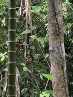 Moksha at Kitulgala Rainforest Boutique