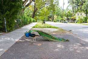 Peacock 2 in Fort Lauderdale