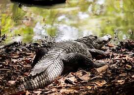 Seaview 1-bed Suite on Cape Point Beach, Bakau