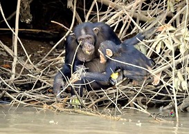 Seaview 1-bed Suite on Cape Point Beach, Bakau