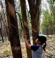 Bansabai pool villa guesthouse