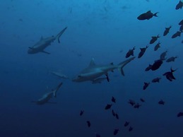 FINS DIVE AND LEISURE HOTEL