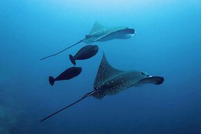 FINS DIVE AND LEISURE HOTEL