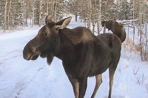 Mountain Views + Hot Tub: Airy Forest Escape!