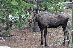 3 Mi to Main St: Home w/ Mtn-view Deck in Breck!