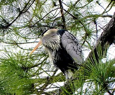 Oceanfront Hilton Head Island Condo w/ Pool Access