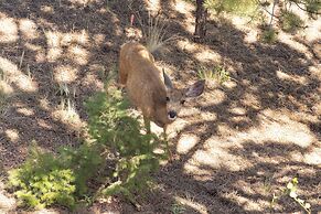 'lazy Bear Lodge' in Florissant w/ Mountain Views!