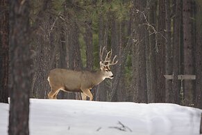 'altitude Adjustment' Angel Fire Cabin w/ Deck