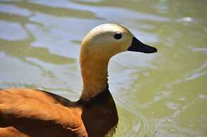 Pine Villas & Apartments Kusadasi