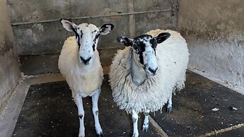 The Dairy at Brackenthwaite Farm