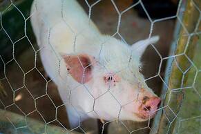 Hotel Fazenda Costelão