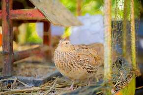 Hotel Fazenda Costelão