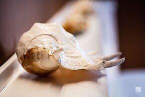 The Lady C - High Apartments