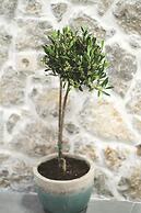 Aesthisis Sensational at Archangelos