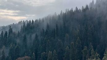 The Himalayan Deodar