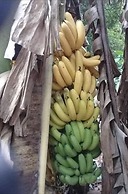 Seacret Studios - Cozy Jamaican Retreat Apts by RedAwning