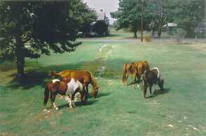 Chincoteague Townhome w/ Pony Views From Deck!