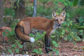 Romantic, Cozy Loft w/ Yard, 5 Miles to Clemson