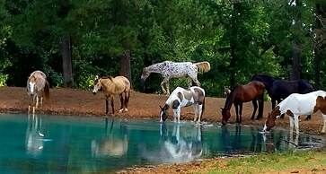 Plantersville Cabin on 50 Acres w/ Pond & Fire Pit