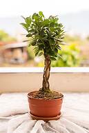 Estell s Sweet Luxury House