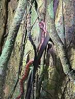 Cabañas Ecológicas Mu'ü