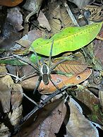 Cabañas Ecológicas Mu'ü