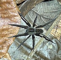 Cabañas Ecológicas Mu'ü