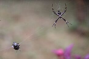 Cabañas Ecológicas Mu'ü