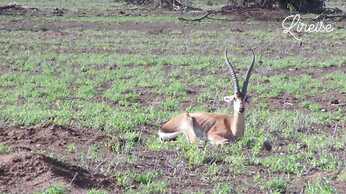 Amanya Star Bed Amboseli