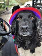 The Peacock Shepherds Hut at Hafoty Boeth