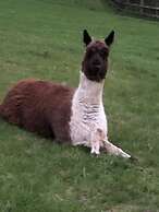 The Peacock Shepherds Hut at Hafoty Boeth