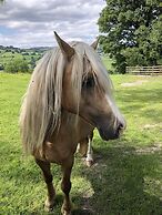 The Peacock Shepherds Hut at Hafoty Boeth