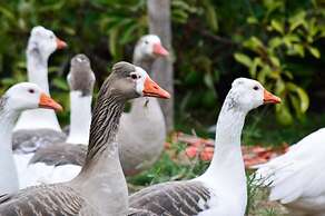 Pircas de Arboleda SALAMANCA