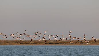 Flamingo Living Suites & Villas