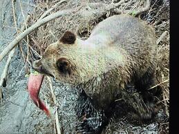 Bearvalley Guesthouse