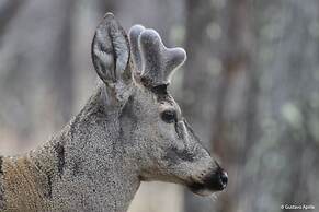 REFUGIO DE GLACIARES